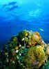 Остров Мак \  เกาะหมาก \ Ko Mak :: Остров Мак \  เกาะหมาก \ Ko Mak