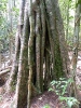 Остров Koh Tarutao