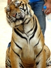 Канчанабури (Kanchanaburi) Тигровый храм (Tiger Temple)