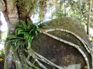 Секретный сад Будды (Secret Buddha Garden)